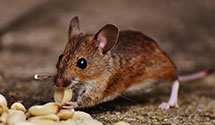 24 Hour & Emergency Exterminators in Bellevue, WA